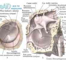 Структурите на вътрешното ухо. Анатомичен лабиринт връзка.