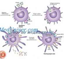 Ефект на имуномодулатор на дендритни клетки. Морфологията на дендритни клетки