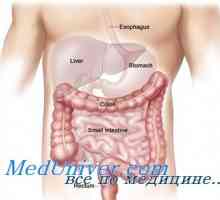 Влиянието на щитовидната жлеза в стомаха. Стомаха след тиреоидектомия тиреоидектомия