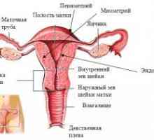 Вътрешни полови органи на жена, структура, анатомията