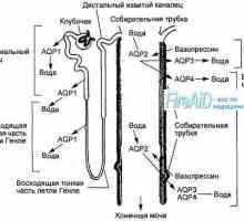 Анатомия на бъбречните гломерули. структура