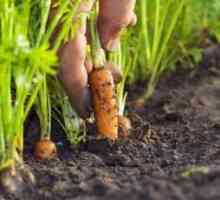 Вредители и заболявания на моркови