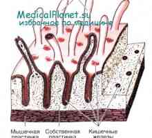 Вродения имунитет на червата: част от епител