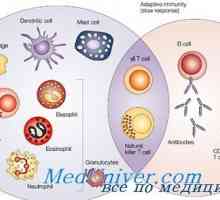Вродения имунитет. Модерният идеята за вродения имунитет