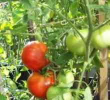 Отглеждане на домати растителни любителите на производителите