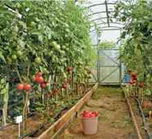 Отглеждане на домати в оранжерии