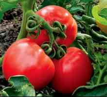 Извеждане степени (хибриди) домати, по-подходящи за цялото механизацията на култивиране