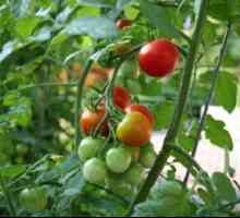 Сортове и хибриди на домати с високо качество на плодове