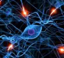 Заболявания на периферната нервна система и на двигателните неврони