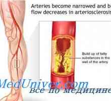 Кръвният поток към скелетните мускули. Регулирането на притока на кръв в мускулите