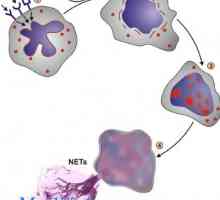 Значение на неутрофили. механизми на фагоцитоза