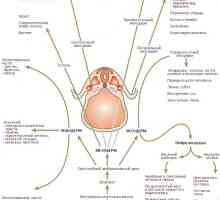 Регламент на специализация ендодерма в образуването на стомашно-чревния тракт на плода