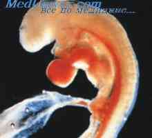 Таламуса ембрион. Произволно и регулаторен контрол върху плода