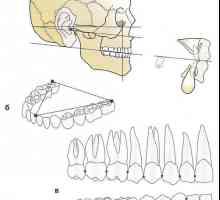 Dental, алвеоларен и базалната арх. хапя