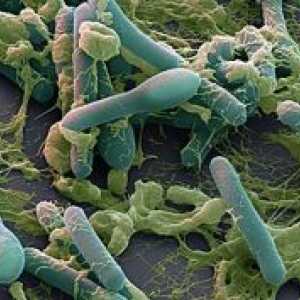Анаеробни бактерии: видове