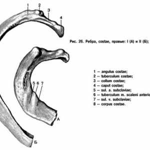 Анатомия на гръдния кош: ребра