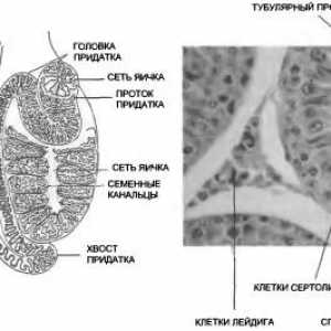 Анатомия и физиология на мъжката полова система