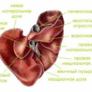 Анатомия и физиология на човешки черен дроб