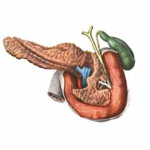 Анатомия и физиология на панкреаса