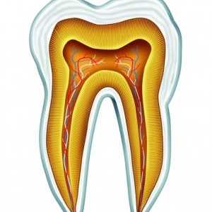 Анатомия и развитие на човешките зъби