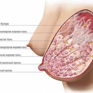 Анатомия на женските гърди