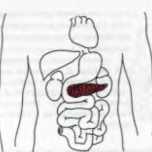 Анатомично и физиологично информация за панкреаса