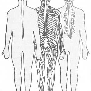 Вегетативната нервна система