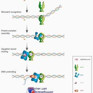 Семейни протеини mutl, MutS и CDK в развитието на овоцити. мутации