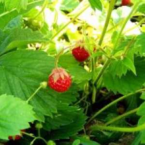 Биологични характеристики на ягоди