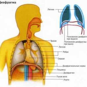 Диафрагма заболяване: diafragmatit, клонични спазми на диафрагмата (хълцане), парализа на…