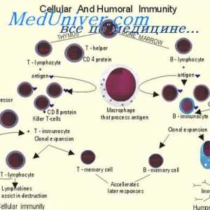 Цитотоксични Т-клетки. Потискащи Т клетки