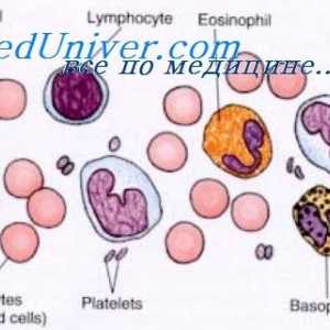 Цитотоксичността на естествените клетки убийци. Ефект на имуномодулатор на NK-клетки