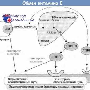 Физиологията на метаболизма на витамин Е и неговите ефекти