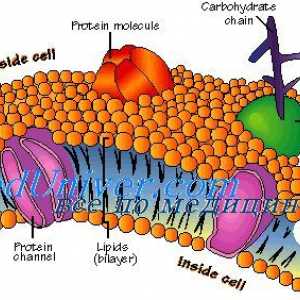 Мембрана на клетките. Структурата на клетъчната мембрана