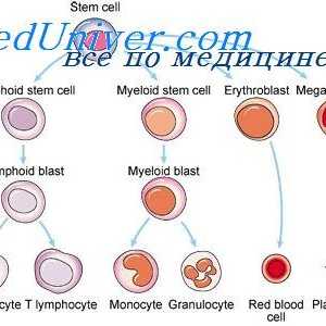 Диференциацията на лимфоидни клетки. лимфопоеза