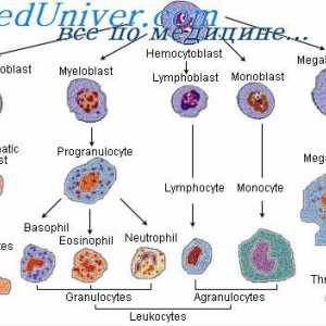 Диференциацията на стволови клетки. Диференциацията на гранулоцитни клетки