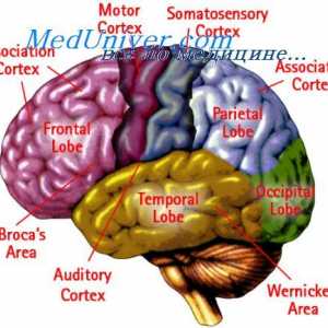 Съобщение на кората на главния мозък с други отдели. Специфични области на кората на главния мозък