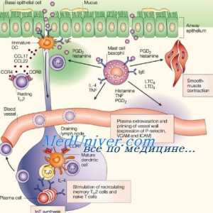 Фагоцитната активност на дендритните клетки. Имунофенотипът на дендритни клетки