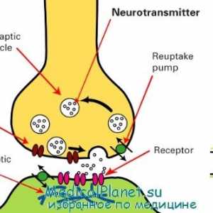 Физиология на нервните синапси. анатомия на синапс