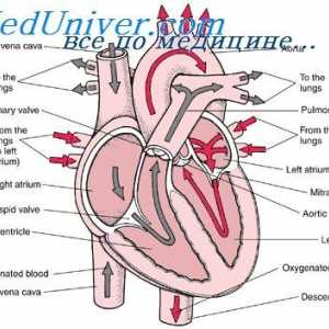 Образуване на фетални сърдечните клапи. Развитие на ембриона на перикарда