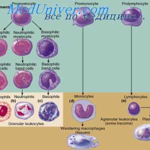 Вродения имунитет. Придобити или адаптивния имунитет