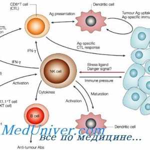 Образуване на NK-фетален имунни клетки. Т-лимфоцитна функция имунитет