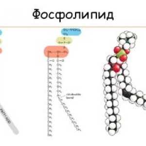 Фосфолипидите: състав, структура, функция
