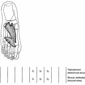 Функционално мускулите на долните крайници тестовете гласове и прибиране на пръстите на краката