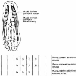 Функционални мускулни тестове на долните крайници разширение пръстите