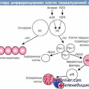 Регламент на диференциране на клетки на панкреаса ендокринни жлези