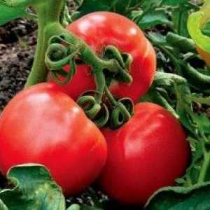Генетика домати