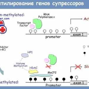 Геномна ДНК метилиране отпечатване и в регулирането на чревната функция