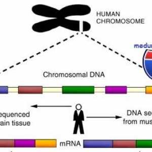 Гените и човешката хромозома. структура