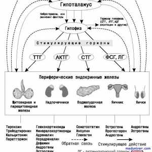 Хипоталамус-хипофиза система. хипофиза